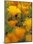 Californina Poppies, USA-Adam Jones-Mounted Photographic Print