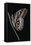 Caligo Idomeneus (Owl Butterfly)-Paul Starosta-Framed Stretched Canvas