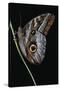 Caligo Idomeneus (Owl Butterfly)-Paul Starosta-Stretched Canvas