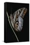 Caligo Idomeneus (Owl Butterfly)-Paul Starosta-Framed Stretched Canvas