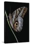 Caligo Idomeneus (Owl Butterfly)-Paul Starosta-Stretched Canvas