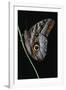 Caligo Idomeneus (Owl Butterfly)-Paul Starosta-Framed Photographic Print