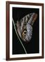 Caligo Idomeneus (Owl Butterfly)-Paul Starosta-Framed Photographic Print