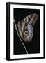 Caligo Idomeneus (Owl Butterfly)-Paul Starosta-Framed Photographic Print