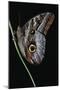 Caligo Idomeneus (Owl Butterfly)-Paul Starosta-Mounted Photographic Print