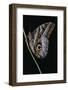 Caligo Idomeneus (Owl Butterfly)-Paul Starosta-Framed Photographic Print