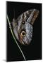 Caligo Idomeneus (Owl Butterfly)-Paul Starosta-Mounted Photographic Print