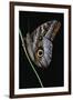 Caligo Idomeneus (Owl Butterfly)-Paul Starosta-Framed Photographic Print