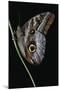 Caligo Idomeneus (Owl Butterfly)-Paul Starosta-Mounted Photographic Print