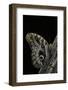 Caligo Memnon (Pale Owl Butterfly, Giant Owl Butterfly)-Paul Starosta-Framed Photographic Print