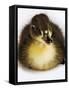 Call Duck Duckling-Martin Harvey-Framed Stretched Canvas