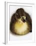 Call Duck Duckling-Martin Harvey-Framed Photographic Print