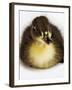 Call Duck Duckling-Martin Harvey-Framed Photographic Print