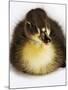 Call Duck Duckling-Martin Harvey-Mounted Photographic Print