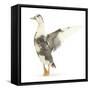 Call Duck Standing and Wing Whirring-Mark Taylor-Framed Stretched Canvas