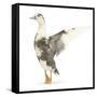 Call Duck Standing and Wing Whirring-Mark Taylor-Framed Stretched Canvas