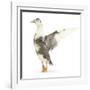 Call Duck Standing and Wing Whirring-Mark Taylor-Framed Photographic Print