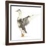 Call Duck Standing and Wing Whirring-Mark Taylor-Framed Photographic Print