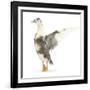 Call Duck Standing and Wing Whirring-Mark Taylor-Framed Photographic Print