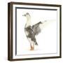 Call Duck Standing and Wing Whirring-Mark Taylor-Framed Photographic Print