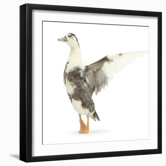 Call Duck Standing and Wing Whirring-Mark Taylor-Framed Photographic Print