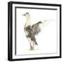 Call Duck Standing and Wing Whirring-Mark Taylor-Framed Photographic Print