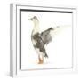 Call Duck Standing and Wing Whirring-Mark Taylor-Framed Photographic Print