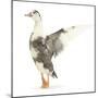 Call Duck Standing and Wing Whirring-Mark Taylor-Mounted Photographic Print