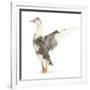 Call Duck Standing and Wing Whirring-Mark Taylor-Framed Photographic Print
