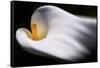 Calla 1-Ursula Abresch-Framed Stretched Canvas