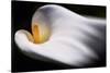 Calla 1-Ursula Abresch-Stretched Canvas