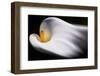 Calla 1-Ursula Abresch-Framed Photographic Print