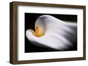 Calla 1-Ursula Abresch-Framed Photographic Print