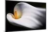 Calla 1-Ursula Abresch-Mounted Photographic Print