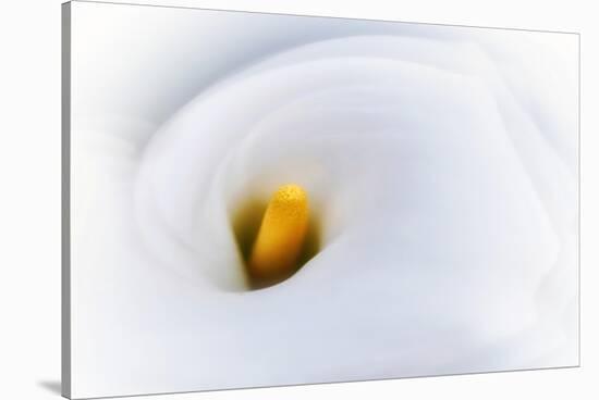 Calla 2-Ursula Abresch-Stretched Canvas