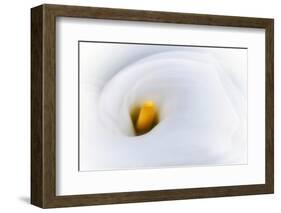 Calla 2-Ursula Abresch-Framed Photographic Print