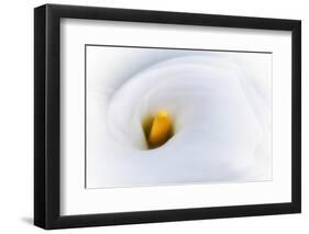 Calla 2-Ursula Abresch-Framed Photographic Print