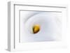 Calla 2-Ursula Abresch-Framed Photographic Print