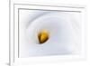 Calla 2-Ursula Abresch-Framed Photographic Print