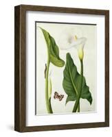 Calla Aethiopica with Butterfly and Caterpillar (W/C and Gouache over Pencil on Vellum)-Matilda Conyers-Framed Giclee Print