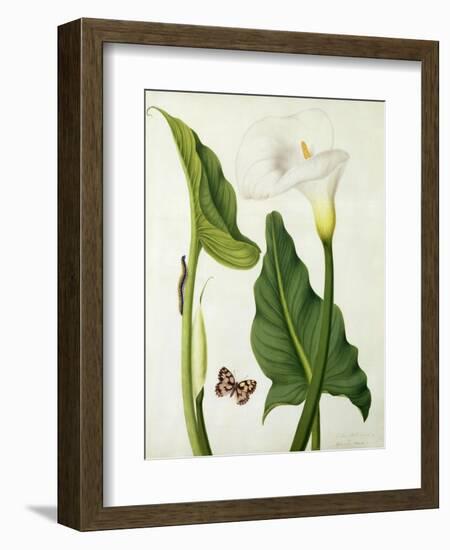 Calla Aethiopica with Butterfly and Caterpillar (W/C and Gouache over Pencil on Vellum)-Matilda Conyers-Framed Giclee Print