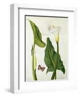 Calla Aethiopica with Butterfly and Caterpillar (W/C and Gouache over Pencil on Vellum)-Matilda Conyers-Framed Giclee Print