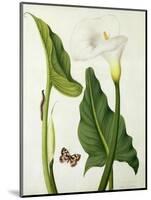 Calla Aethiopica with Butterfly and Caterpillar (W/C and Gouache over Pencil on Vellum)-Matilda Conyers-Mounted Giclee Print