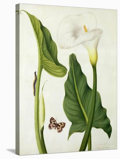 Calla Aethiopica with Butterfly and Caterpillar (W/C and Gouache over Pencil on Vellum)-Matilda Conyers-Stretched Canvas