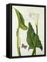 Calla Aethiopica with Butterfly and Caterpillar (W/C and Gouache over Pencil on Vellum)-Matilda Conyers-Framed Stretched Canvas
