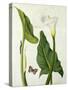 Calla Aethiopica with Butterfly and Caterpillar (W/C and Gouache over Pencil on Vellum)-Matilda Conyers-Stretched Canvas