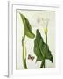 Calla Aethiopica with Butterfly and Caterpillar (W/C and Gouache over Pencil on Vellum)-Matilda Conyers-Framed Giclee Print