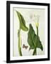 Calla Aethiopica with Butterfly and Caterpillar (W/C and Gouache over Pencil on Vellum)-Matilda Conyers-Framed Giclee Print