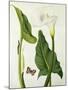 Calla Aethiopica with Butterfly and Caterpillar (W/C and Gouache over Pencil on Vellum)-Matilda Conyers-Mounted Giclee Print