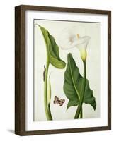 Calla Aethiopica with Butterfly and Caterpillar (W/C and Gouache over Pencil on Vellum)-Matilda Conyers-Framed Giclee Print